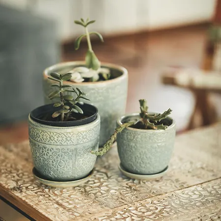 Vale Pisco בומברל